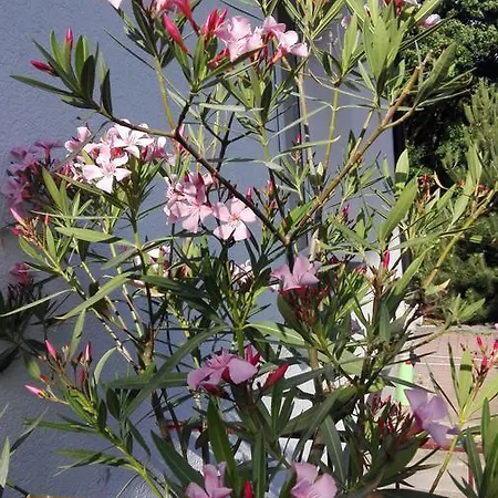Malvarosa 아파트